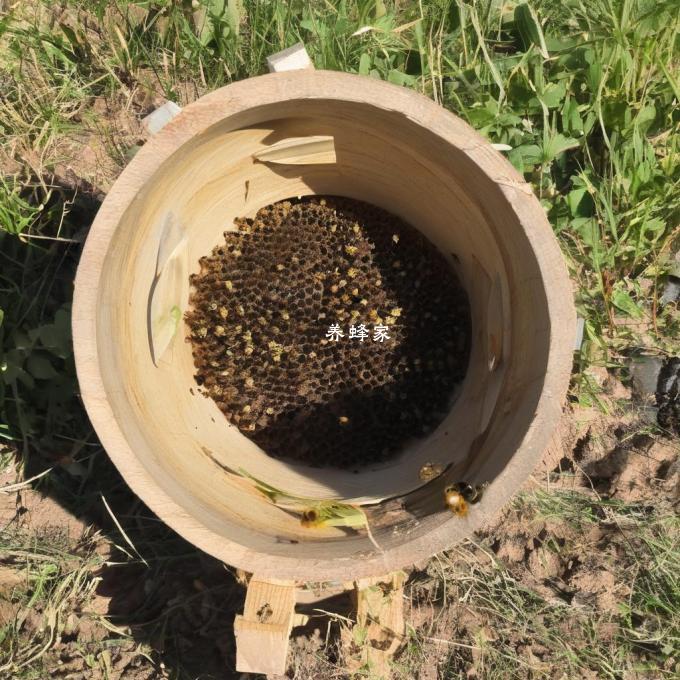 在使用铁桶诱蜂器的过程中我发现蜜蜂开始进入铁桶中了但它们似乎没有停留在里面我该怎么办来提高我的成功率吗?