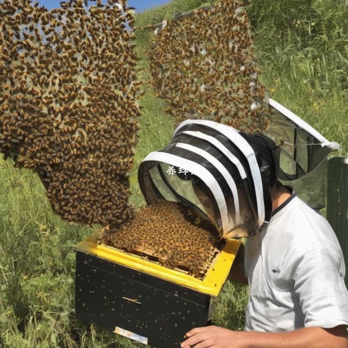 哪些因素会影响蜜蜂采蜜效率?