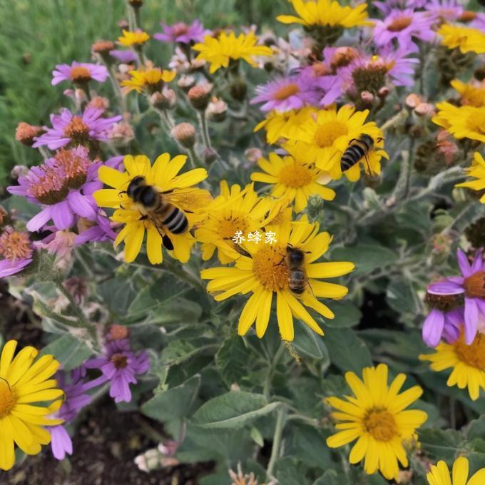 小蜜蜂为什么要在 flowers 上筑巢?