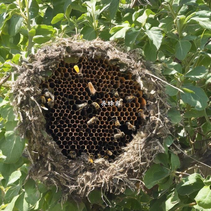 蜜蜂的筑巢材料是什么?