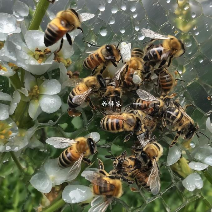 连续下雨天对蜜蜂的消化如何?