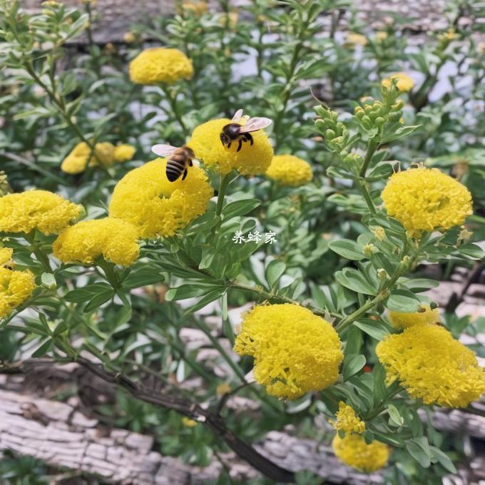 惠芝园蜜蜂的文化价值如何?