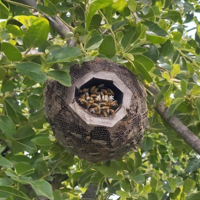 如何建立蜜蜂养蜂巢?