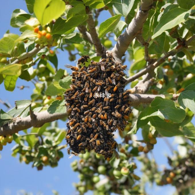 蜜蜂是如何在果树上寻找食物的?