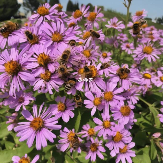 蜜蜂为什么要在 flowers 上筑巢?