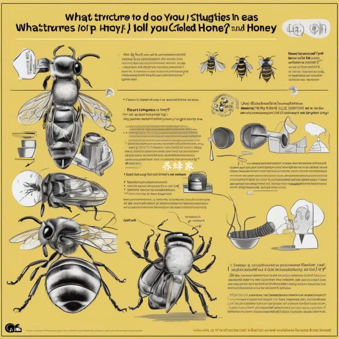 耳朵里有哪些结构可以帮助蜜蜂收集蜜?