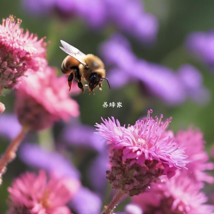 蜜蜂为什么要在开花之前寻找呼吸?